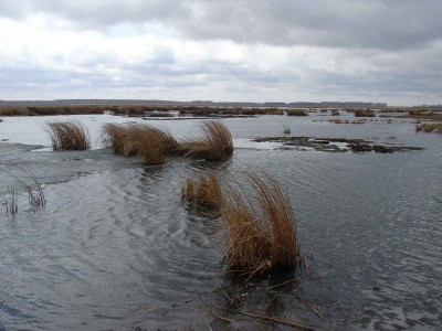 Boloto.jpg (83.42 КБ) 60894 просмотра Boloto.jpg