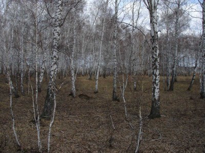 Ber.jpg (274.74 КБ) 60941 просмотр Ber.jpg