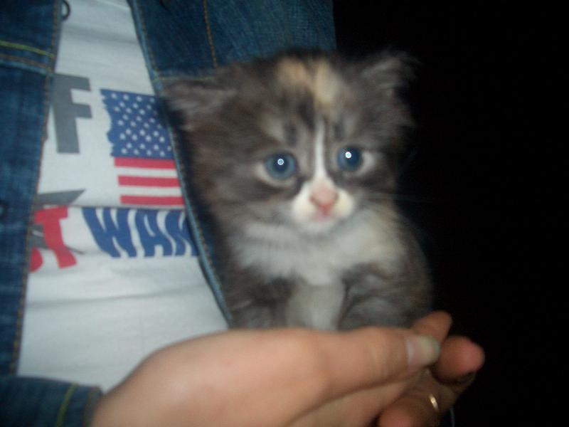 возьмите себе кису