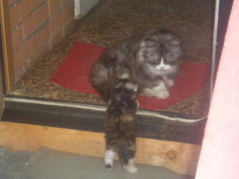 такой пузанчик :) посто милашка
<br />ее мама пыталась заставить на ступеньки влезть но она маленькая еще очень не смотгла :)