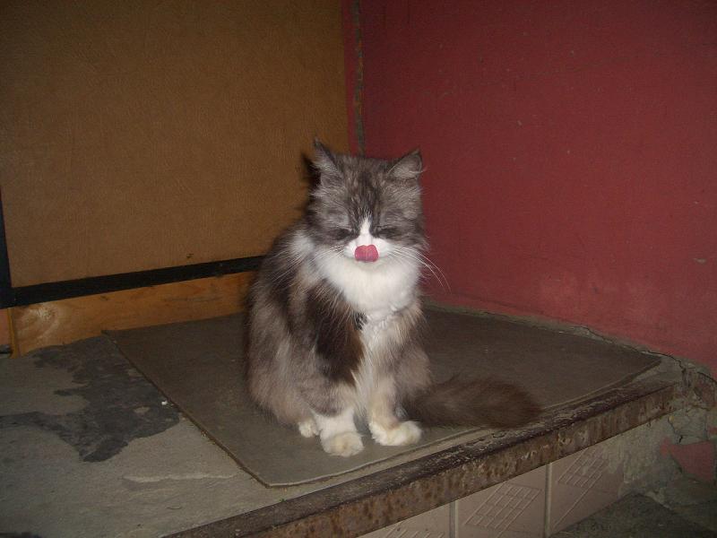 мама кошка :)